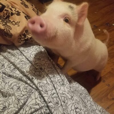 Things you should know before owning a pet Pig