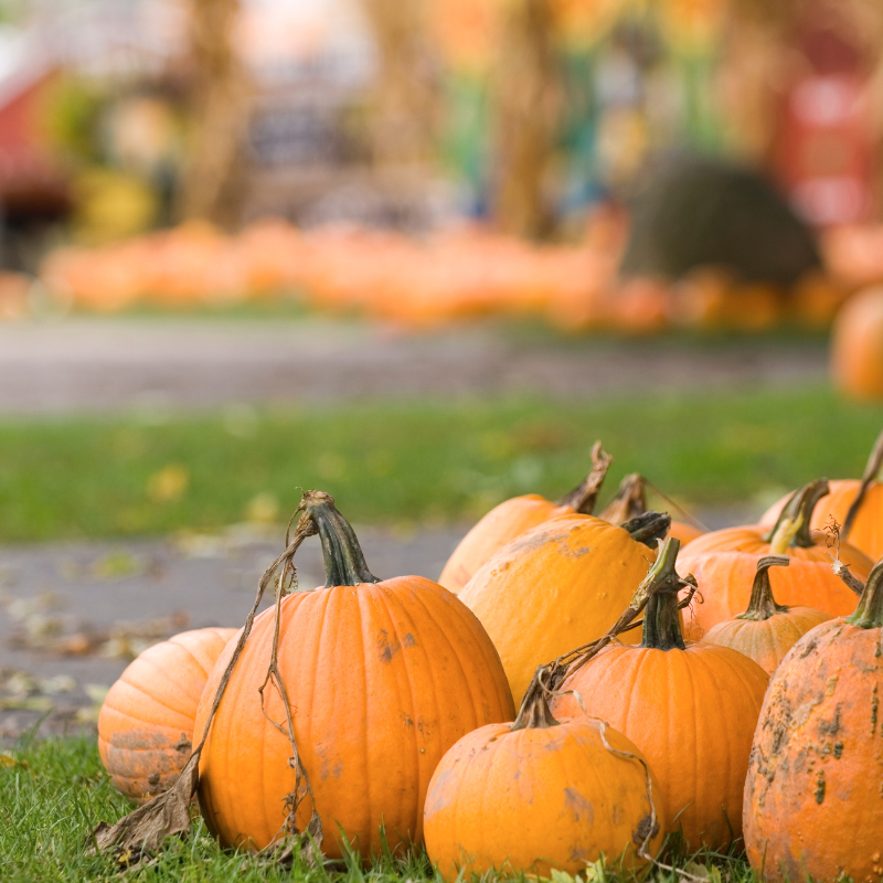 Seasonal events at Hidden Bee Farm