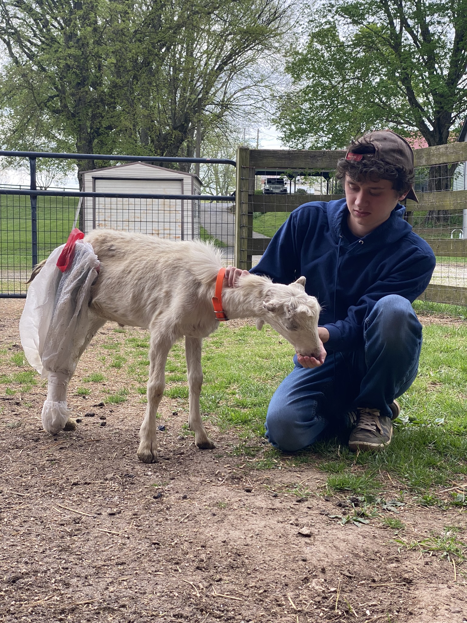 Jackson with animals at Hidden Bee Farm
