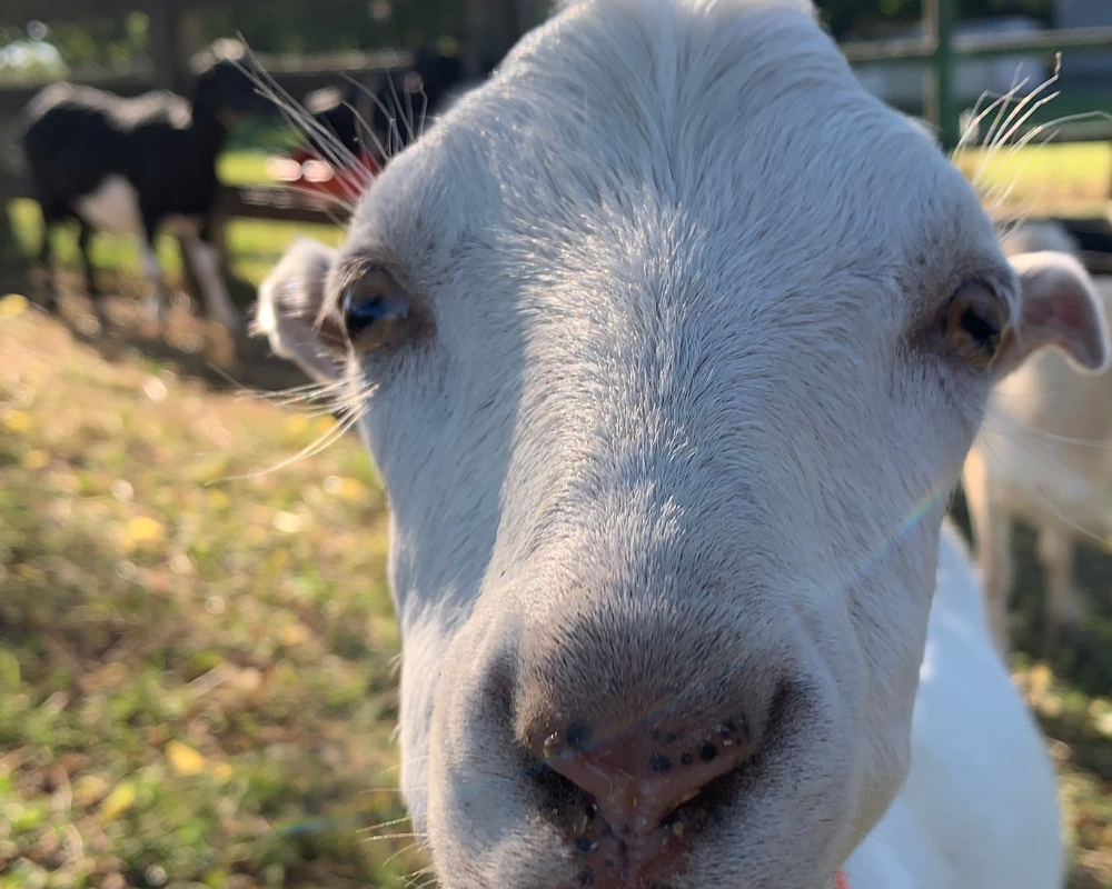 Oliva at Hidden Bee Farm Animal Rescue