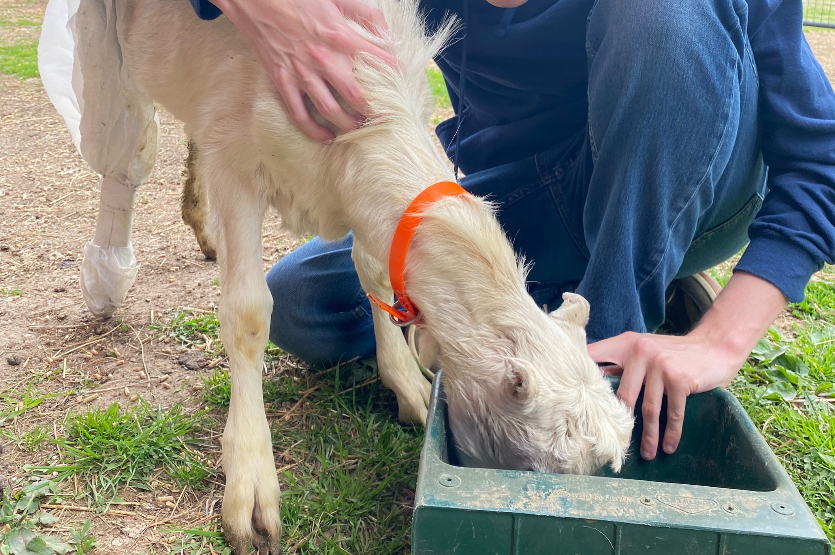 A volunteer helping a goat at Hidden Bee Farm