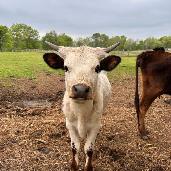 The residents of Hidden Bee Farm