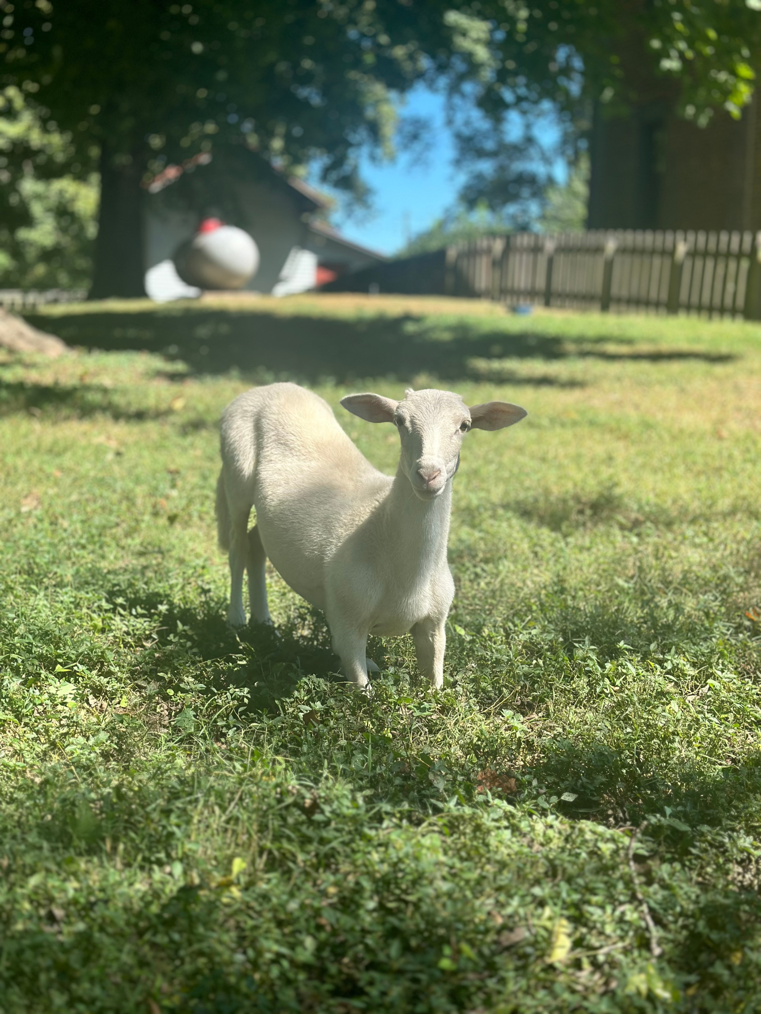 CC the sheep, who lives with Spider Lamb Syndrome at Hidden Bee Farm