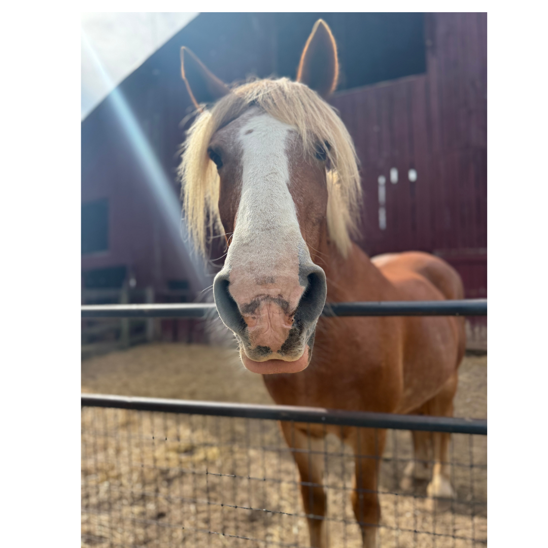 Autism Awareness Day at Hidden Bee Farm