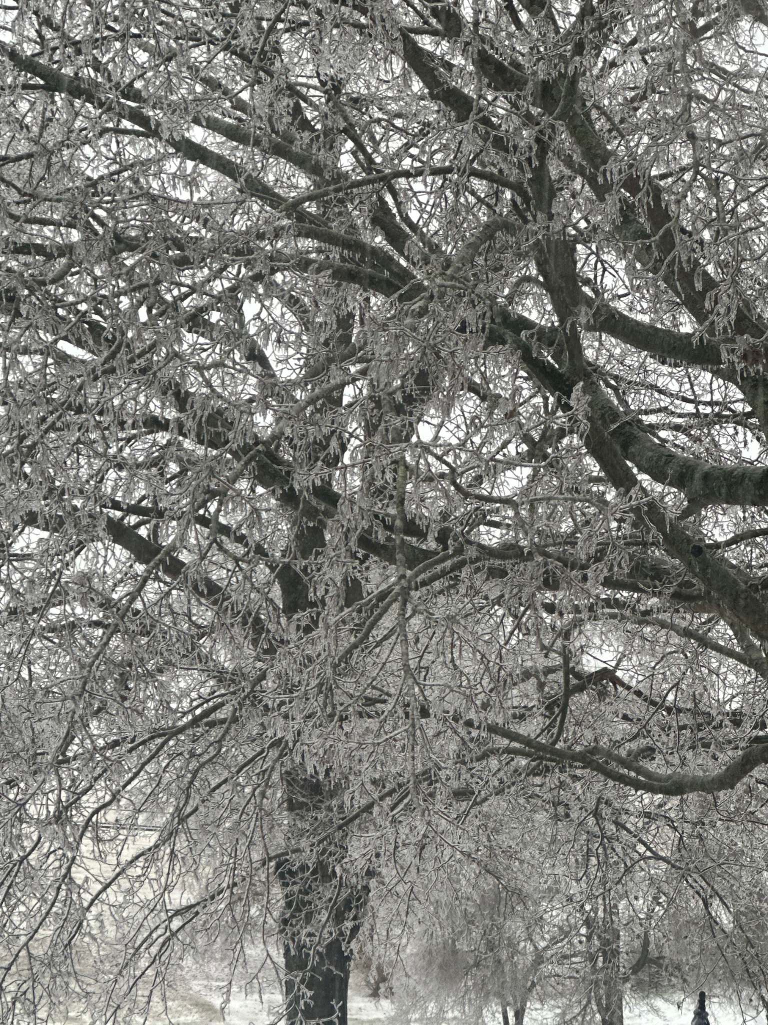 Storm damage at Hidden Bee Farm
