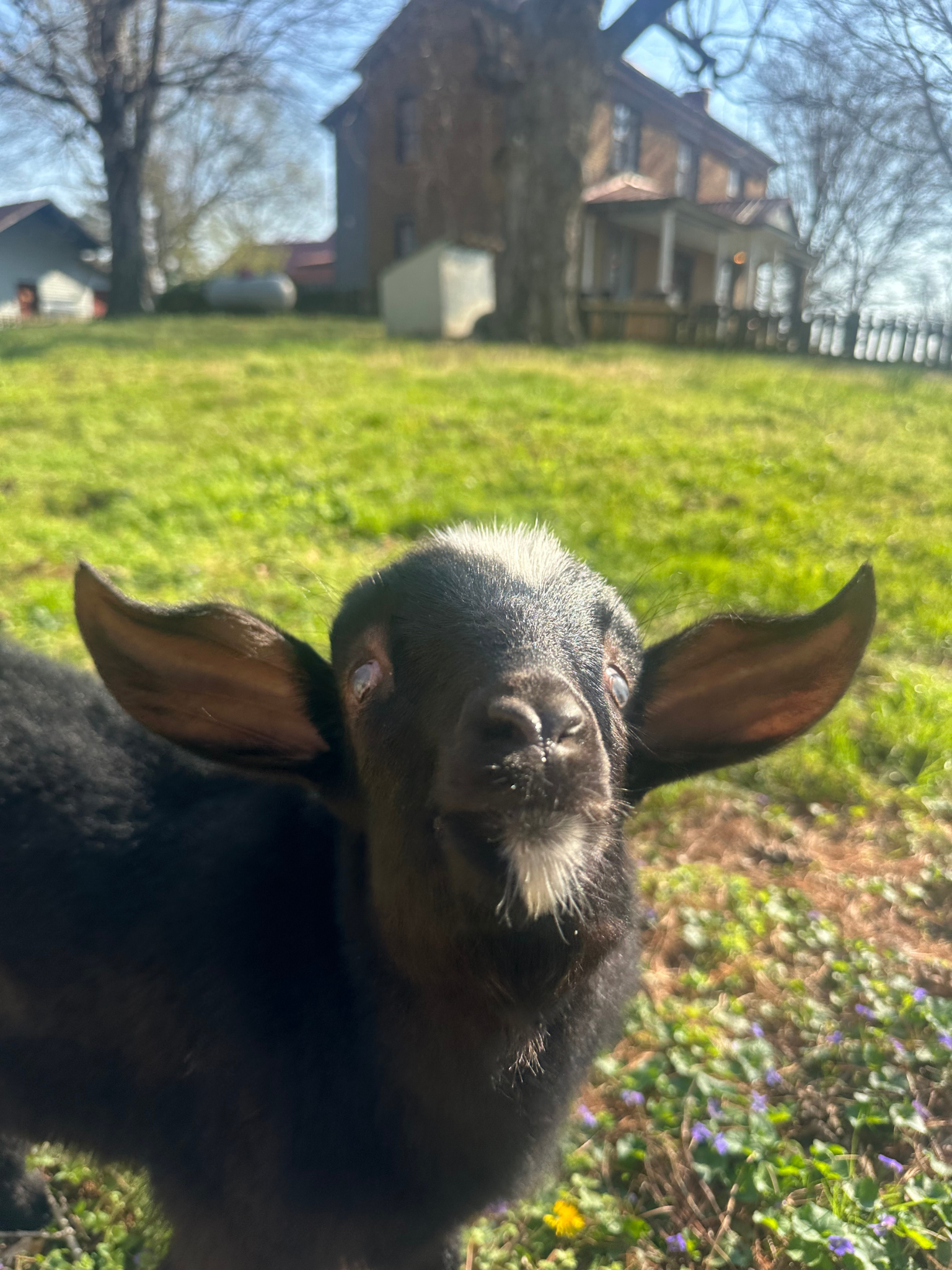 Steve the baby goat at Hidden Bee Farm