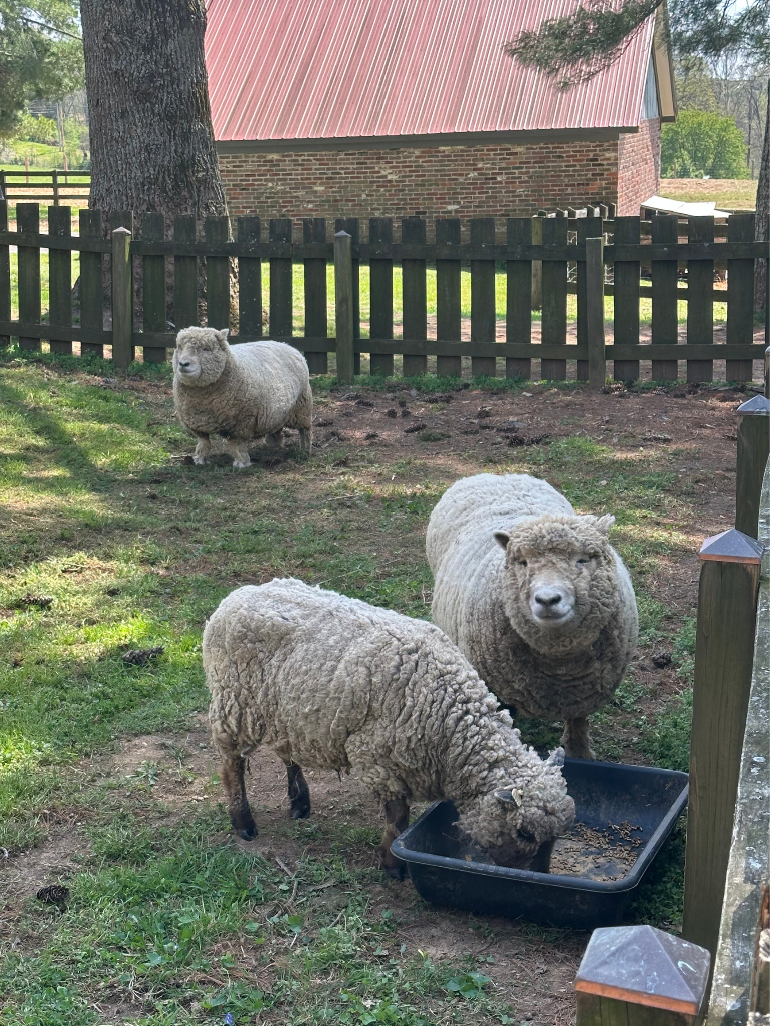 New arrival sheep at Hidden Bee Farm