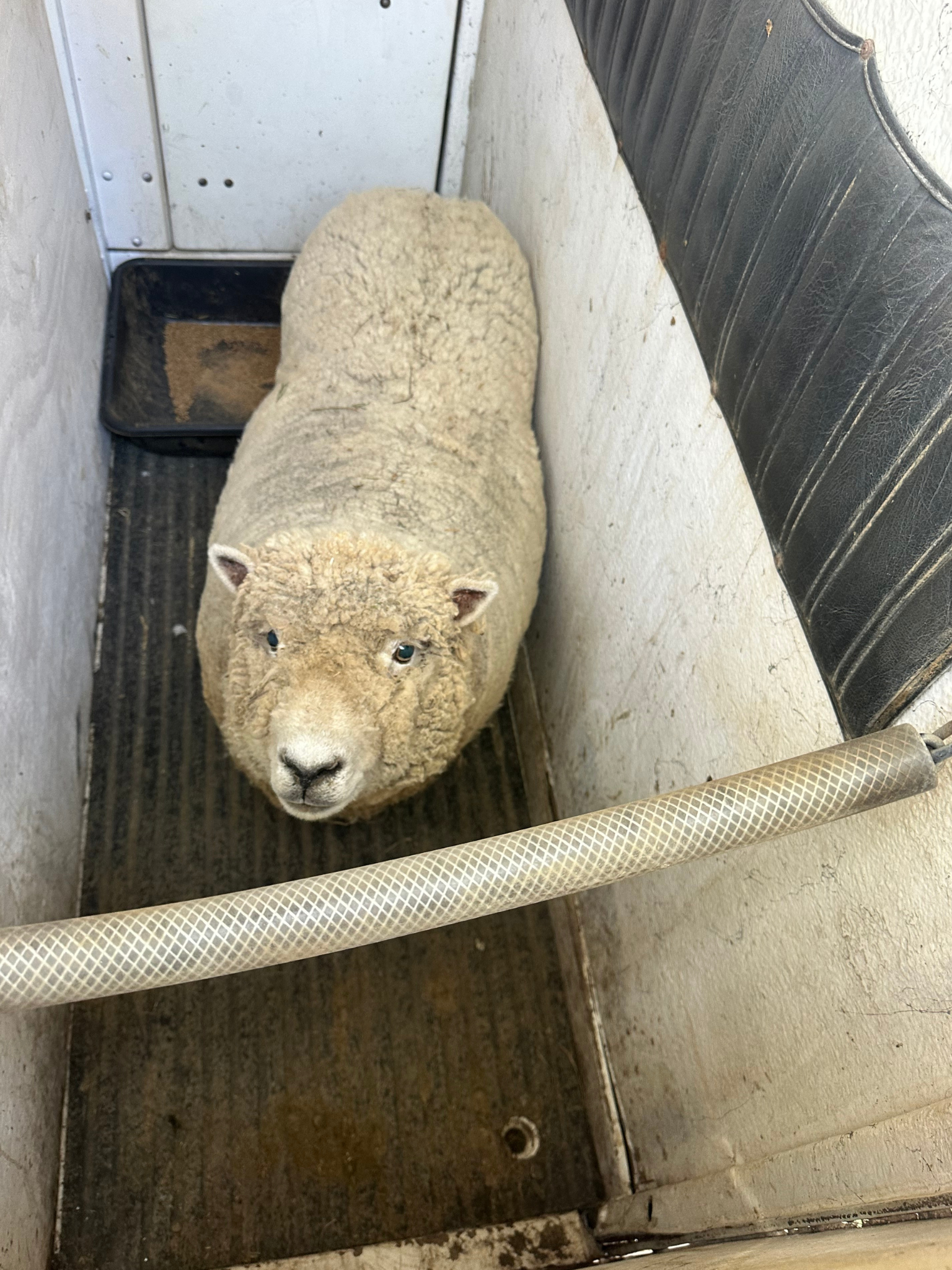 New arrival sheep at Hidden Bee Farm