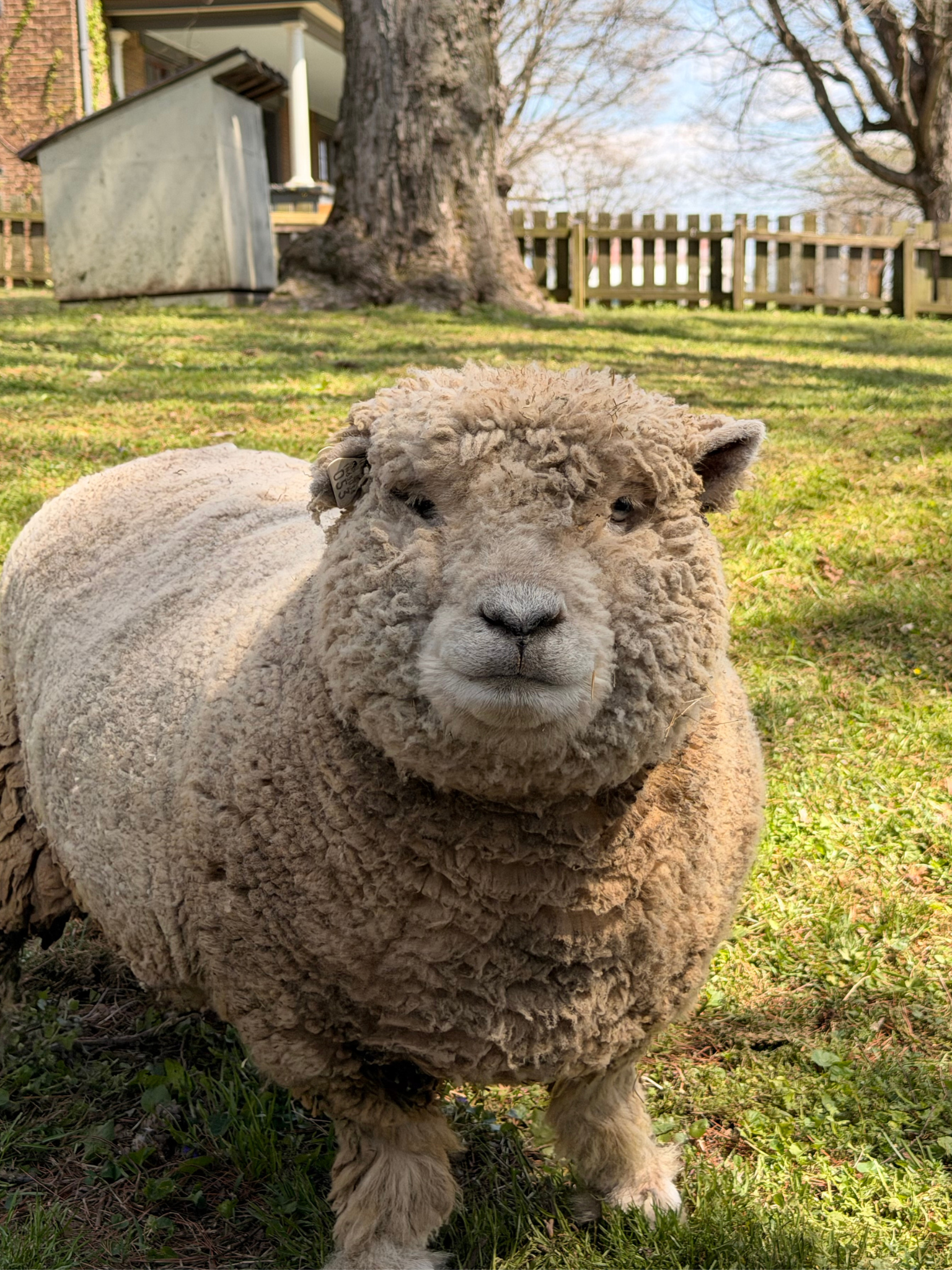 New arrival sheep at Hidden Bee Farm