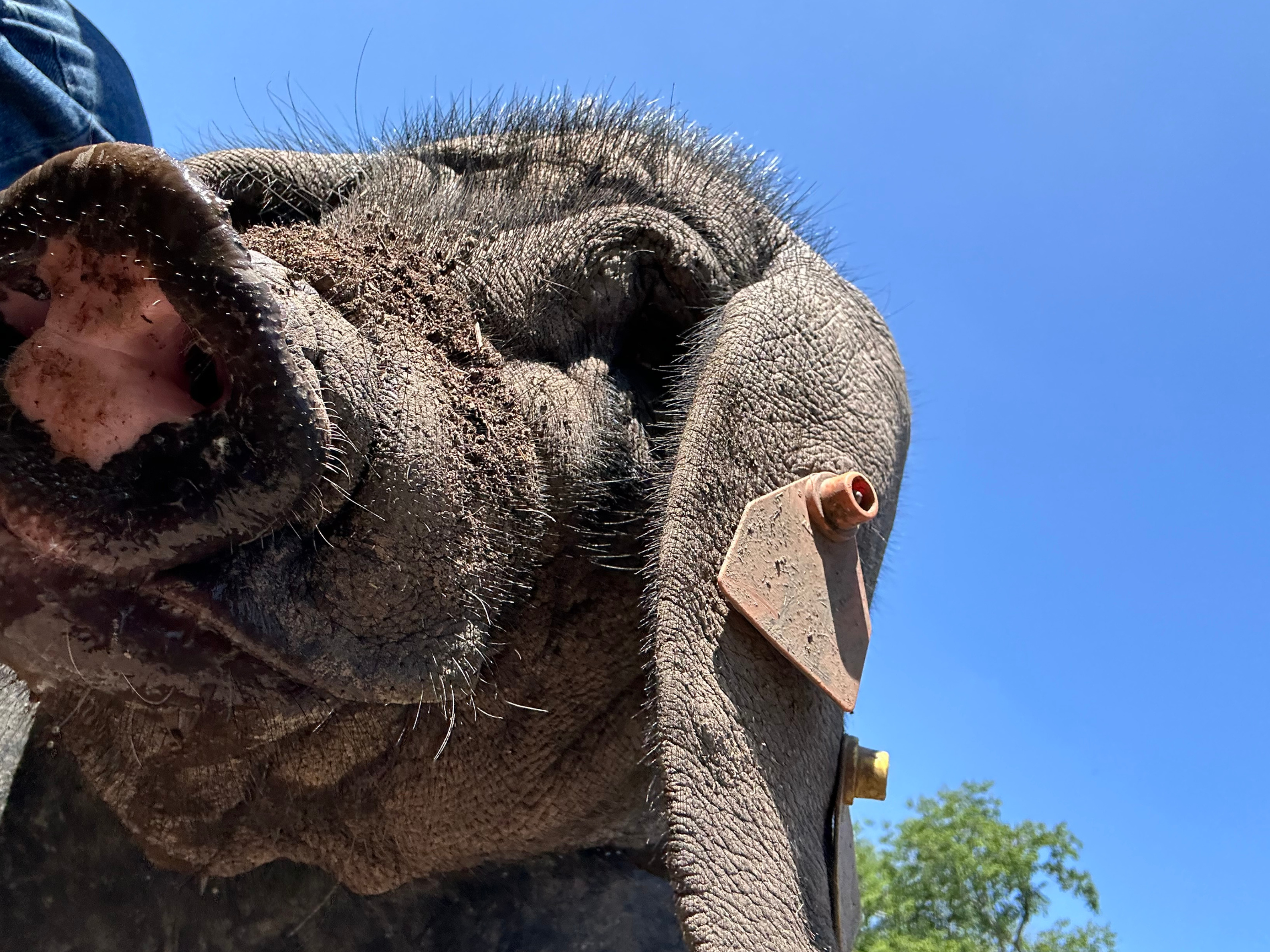 Gunner the rescue pig at Hidden Bee Farm